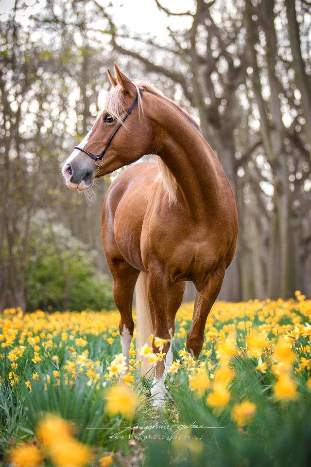 Quarter-Horse Mix Zappa Lena